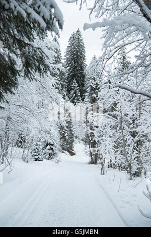 Österreich, Salzburger Land, Kleinarl vanta bei Wagrain, Jägersee Foto Stock