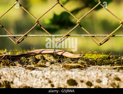 Anguis fragilis è in movimento su un muschio e cercando di trovare qualcosa da mangiare. Foto Stock