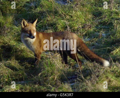 Fox North Nibley Foto Stock