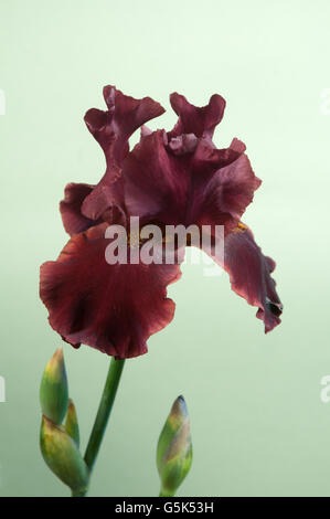 Iris Barbatus flower su sfondo verde chiaro, primo piano Foto Stock