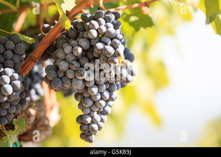Mature le uve di Sangiovese che cresce su un vitigno poco prima di raccolto in Toscana, Italia Foto Stock