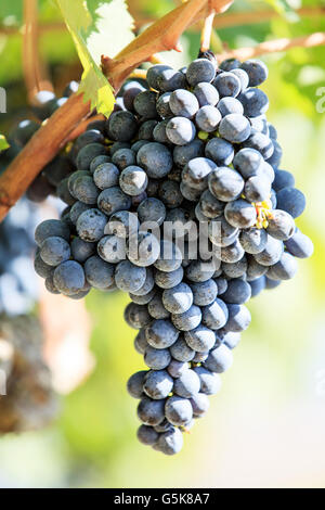 Mature le uve di Sangiovese che cresce su un vitigno poco prima di raccolto in Toscana, Italia Foto Stock