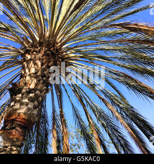 Basso angolo di vista Palm tree sotto il cielo blu Foto Stock