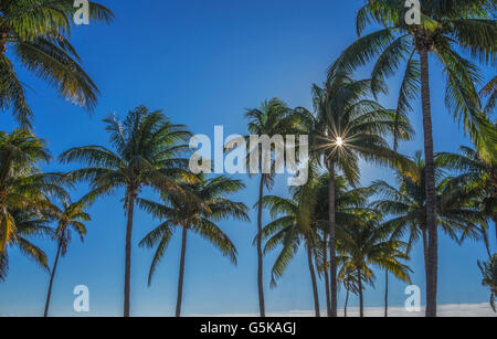 Sole che splende attraverso le palme Foto Stock