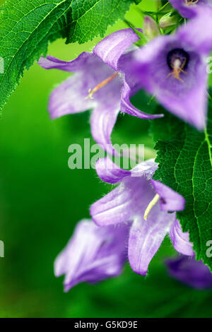 Campanula latifolia, grande campanula, ampio fiore di campanula in primo piano Foto Stock