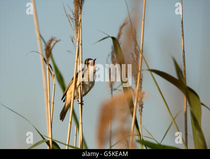 Polonia,cantando grande cannaiola (Acrocephalus arundinaceus) seduto su un pettine sulle rive di un laghetto in primavera, bel mattino Foto Stock