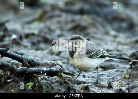 Fotografia di close-up Wagtail giovani (Motacilla alba) alla ricerca di cibo sul terreno fangoso di mattina presto, vedere chiaramente la deta Foto Stock