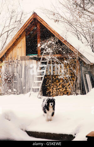 Cane in piedi nel cortile innevato Foto Stock