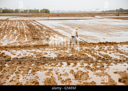 Agricoltore lavora nelle zone rurali a campi di riso Foto Stock