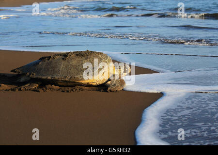 Tartaruga Verde (Chelonia Mydas) tornando a ocean dopo il nesting sulla spiaggia nel Parco Nazionale di Tortuguero in Costa Rica. Foto Stock