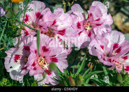 Fiori di prato Clarkia amoena, fiori nani Godetia Foto Stock