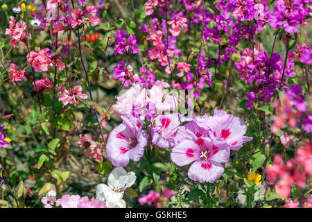 Fiori di prato Clarkia amoena, precedentemente Godetia Foto Stock