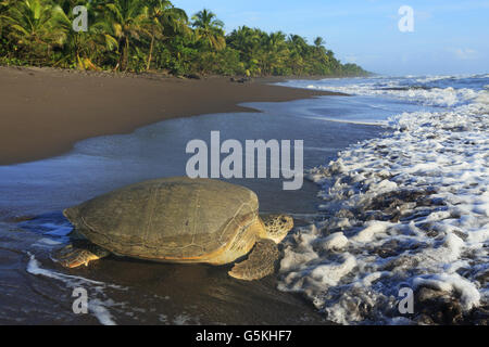 Tartaruga Verde (Chelonia Mydas) tornando a ocean dopo il nesting sulla spiaggia nel Parco Nazionale di Tortuguero in Costa Rica. Foto Stock