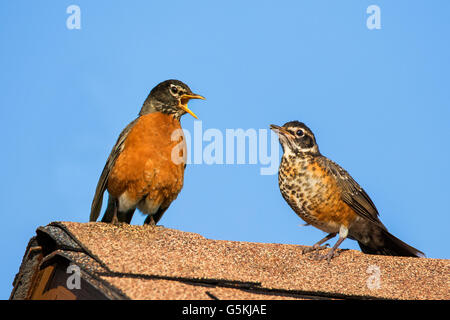 Adulto e bambino American Robin (Turdus migratorius) Foto Stock