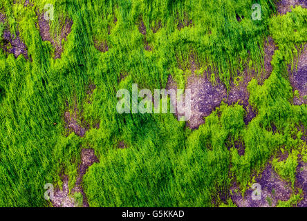 Fiume rocce ricoperte di verde muschio e licheni, Quillayute River Delta, Oceano Pacifico, Penisola Olimpica, la spinta, Stati Uniti di Washington Foto Stock