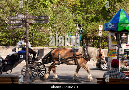 QUEBEC CITY - 23 Maggio 2016: carrozze trainate da cavalli sono una visione comune nella Vecchia Quebec City. Questo è uno nel cuore del histori Foto Stock