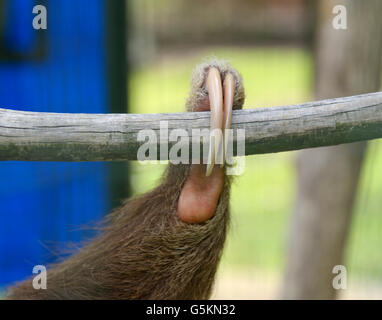 Due dita bradipo, Choloepus didactylus, piede Foto Stock