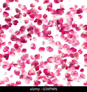 Configurazione di ripetizione di studio fotografato, rosa petali di rose, isolato su bianco assoluto. Foto Stock