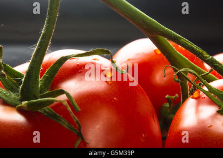 Stilllife - pomodori sul ramoscello su sfondo nero Foto Stock