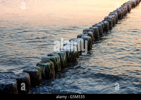 Incolto inguine al tramonto Foto Stock