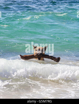 Pastore Tedesco ottiene grandi stick a Maui spiaggia Foto Stock