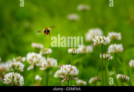 Inizio bumblebee (bombus pratorum) passando sopra il trifoglio, Yorkshire, Regno Unito Foto Stock