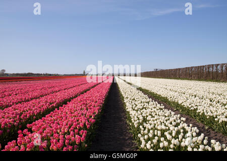 Viola e bianco tullip fiori in una fila su un cielo blu, Foto Stock