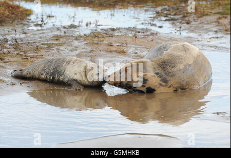 Una foca grigia femminile e il suo cucito giocano in un'insenatura fangosa alla Riserva Naturale Donna Nook, Lincolnshire. Foto Stock