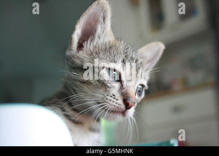 Adorable funny carino gattino gatto permanente volto alla ricerca curiosamente. trovando in attesa di qualcosa di esterno a. Foto Stock