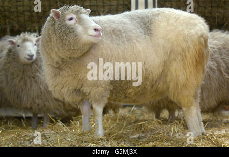 Dolly la pecora fa un'apparizione per i media al Roslin Institute vicino Edimburgo dopo che è stato rivelato che lei soffre di artrite nella sua gamba posteriore sinistra. Il professor Ian Wilmut, capo della squadra che ha clonato Dolly, ha detto che la scoperta della condizione di Dolly è stata una delusione. *... ma ha detto che era un'ulteriore prova che era necessaria più ricerca sulle tecniche di clonazione. Il professor Wilmut ha detto che Dolly, che ha quasi sei anni, è stato trattato con successo con farmaci antinfiammatori e potrebbe vivere fino a 10 anni. 17/01/04: La tecnica utilizzata nel tentativo di creare il mondo Foto Stock