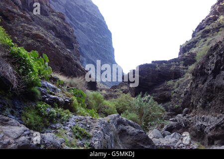 Masca Valley, Tenerife, Spagna Foto Stock