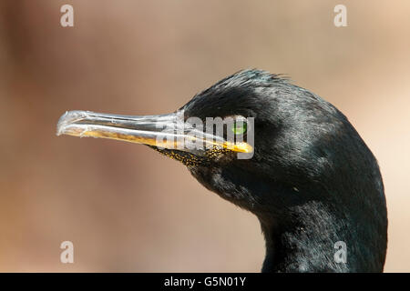 Marangone dal ciuffo (phalacrocorax aristotelis) singolo adulto che mostra la testa e il becco Foto Stock