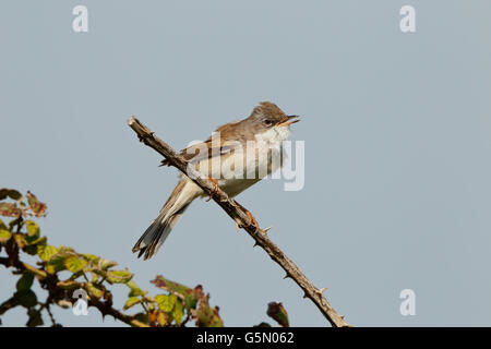 Common whitethroat (Sylvia communis) singolo maschio adulto a cantare dal rovo, Norfolk, Inghilterra, Europa Foto Stock
