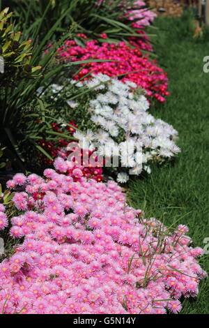 Bianco, rosso e rosa faccia di maiale o noto come Mesembryanthemum o Livingstone margherite in piena fioritura che cresce su un'erba Foto Stock