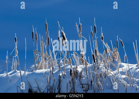 Cattails cresce su terreni innevati hilltop Foto Stock