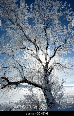 Sunshine attraverso albero innevato nel paesaggio remoto Foto Stock