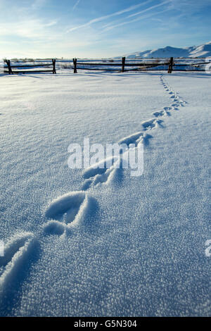 Orme nella neve campo di fattoria Foto Stock