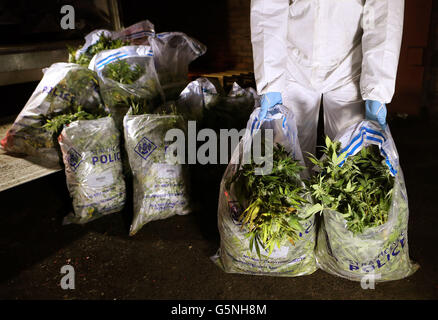 Gli ufficiali di polizia di Strathclyde caricano le droghe nelle borse credute essere cannabis in un furgone dopo che è stato trovato ad una sede commerciale in Rutherglen dopo un raid della droga. Foto Stock