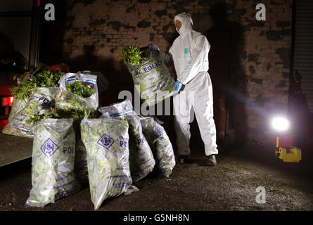 La droga raid in Glasgow Foto Stock