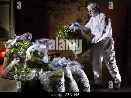 Gli ufficiali di polizia di Strathclyde caricano le droghe nelle borse credute essere cannabis in un furgone dopo che è stato trovato ad una sede commerciale in Rutherglen dopo un raid della droga. Foto Stock