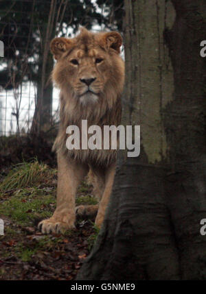Un leone asiatico maschile, trovato solo in India, si nasconde dietro un albero dopo aver fallito nel tentativo di combattere una femmina per raccogliere il suo secondo compleanno arricchendo scatole presenti pieni di cibo, allo Zoo di Edimburgo. Foto Stock