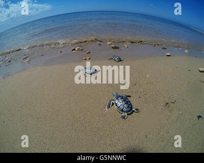 Flatback Hatchling tartarughe (Natator depressus) entrata in acqua per la prima volta, regione Pilbara, Australia occidentale Foto Stock