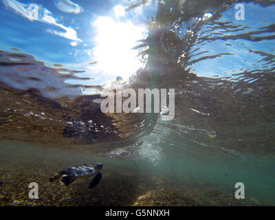 Hatchling flatback turtle (Natator depressus) immersioni sotto la prima ondata, regione Pilbara, Australia occidentale Foto Stock