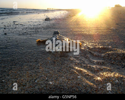 Hatchling flatback turtle (Natator depressus), regione Pilbara, Australia occidentale Foto Stock