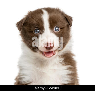 Close-up di un Border Collie cucciolo (6 settimane di età) davanti a uno sfondo bianco Foto Stock