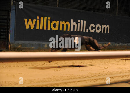 I levrieri - Williamhill.com Oaks - finale - Wimbledon Greyhound Stadium Foto Stock