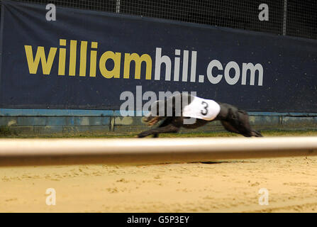 I levrieri - Williamhill.com Oaks - finale - Wimbledon Greyhound Stadium Foto Stock