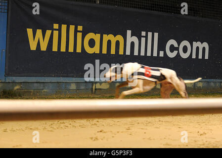 I levrieri - Williamhill.com Oaks - finale - Wimbledon Greyhound Stadium Foto Stock