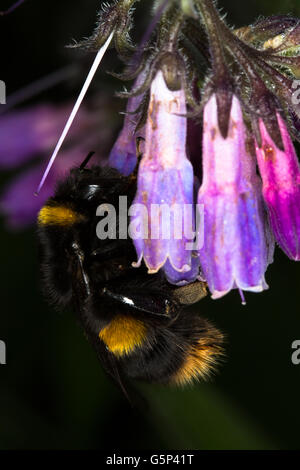 Una macro immagine di un Buff-Tailed Bumble Bee, (Bombus terrestris), il russo, Comfrey (Symphytum uplandicum), Durham, Inghilterra. Foto Stock