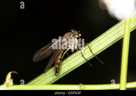 Una macro immagine di una danza volare (Empis livida), poggiante sul fogliame intorno a Durham, England, Regno Unito Foto Stock